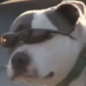 Meet your Posher, Cody